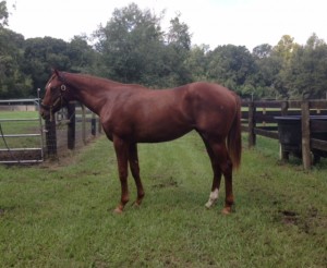 Tom's Yearling by Shakleford